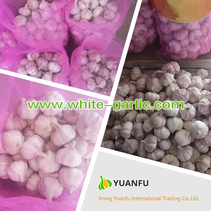 garlic exporters garlic exporters